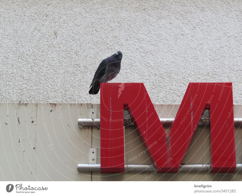 City dove sitting on the letter M of a neon sign Pigeon Neon sign Town Letters (alphabet) Typography Signs and labeling Characters Latin alphabet Communicate