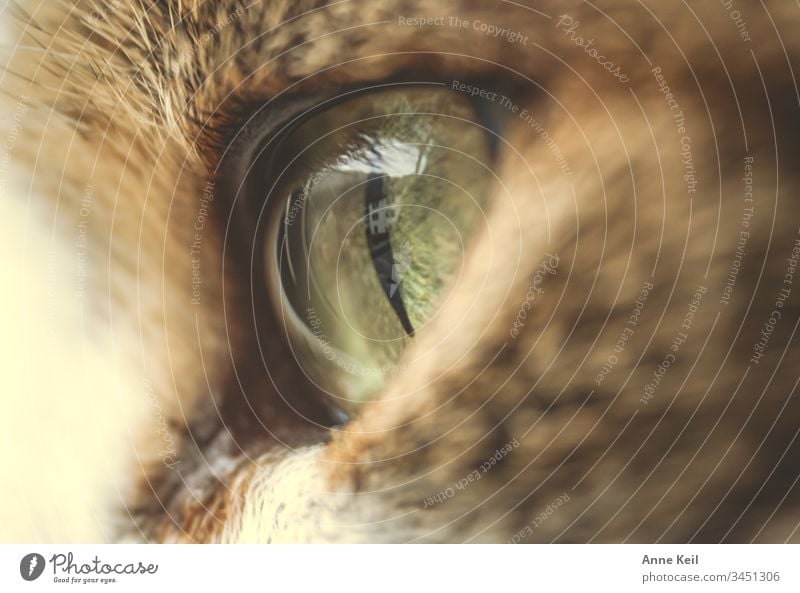 cat's eye view Beautiful Bright Pelt Animal Pet Cat Love of animals Colour photo Interior shot Deserted Day Animal portrait Animal face Looking Close-up
