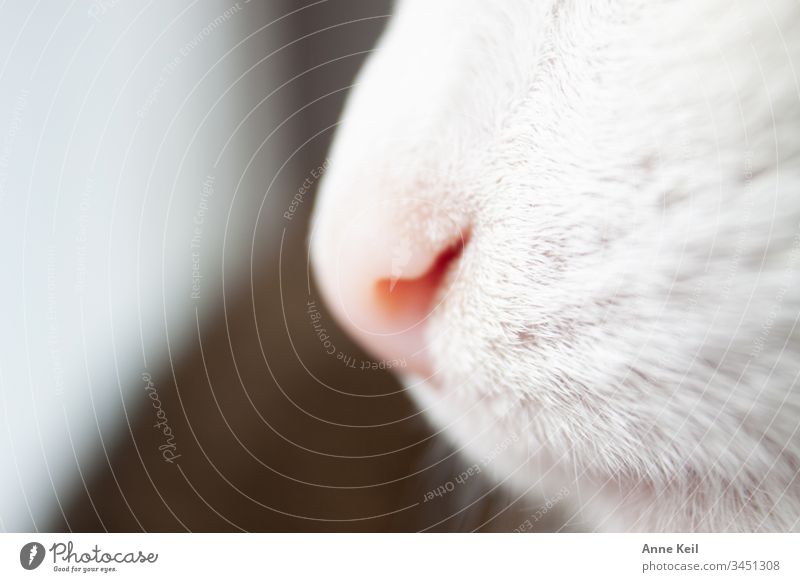 Cat's nose in daylight Animal portrait Day Deserted Interior shot Colour photo Love of animals Pet Cat's Nose Cat's Nose Pelt Pink Bright White Beautiful