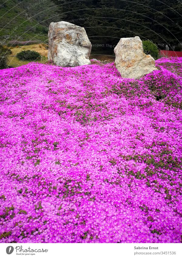 Beautiful field of pink flowers Flower field Pink heyday Blossom Spring Summer stones Nature Many Tropical Exotic Oregon vacation travel Floral Landscape nature