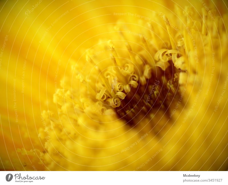 sunflower power sunflowers yellow schedules plan nature Flower power Close-up Plant Object photography Colour photo bleed Worm's-eye view Exterior shot