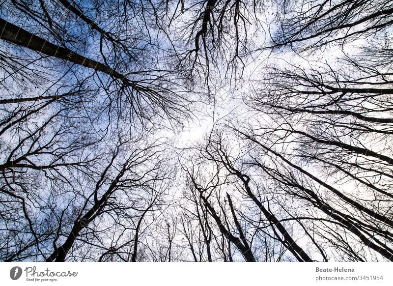 Glimpses of light between tree tops Treetop Forest Sky Tree trunk Worm's-eye view Horizon rays of hope Beautiful weather Environment sky-blue sky Exterior shot