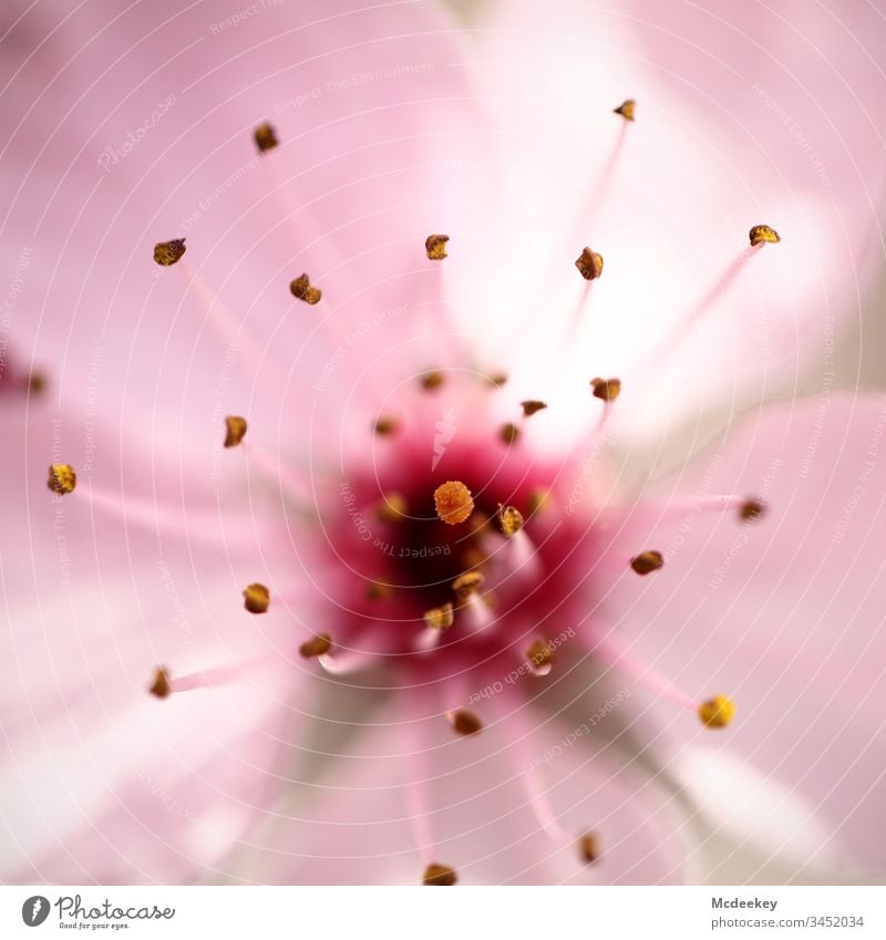 cherry blossoms schedules plan nature flower Flower power flowers Close-up Plant Object photography Colour photo bleed Worm's-eye view Exterior shot