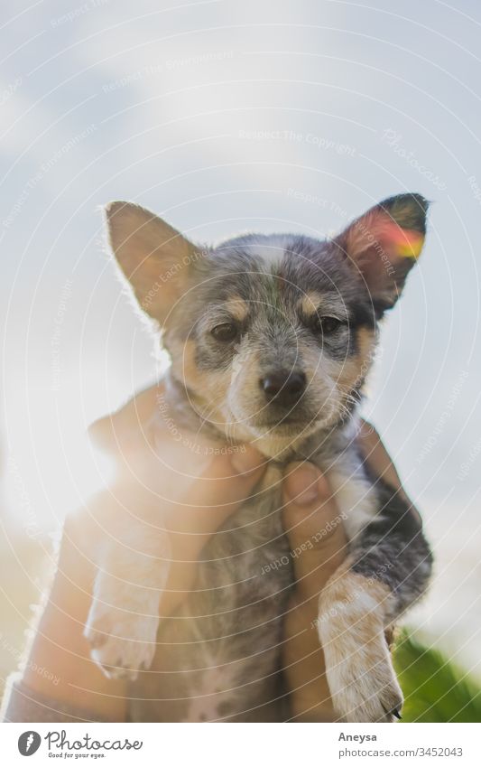 A puppy being held to the sky 2017-2020 first import blue heeler texas texas heeler puppy love Puppydog eyes doggy Baby animal best friend man's best friend pet