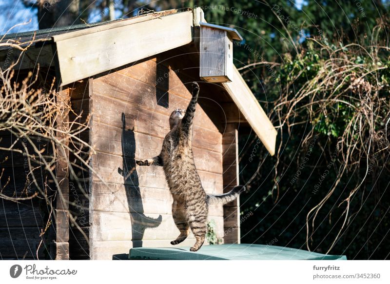 Cat jumps up and tries to reach a birdhouse pets feline Pelt One animal domestic shorthair tabby Outdoors Paw jumping Hunting that are on the loose. sunny