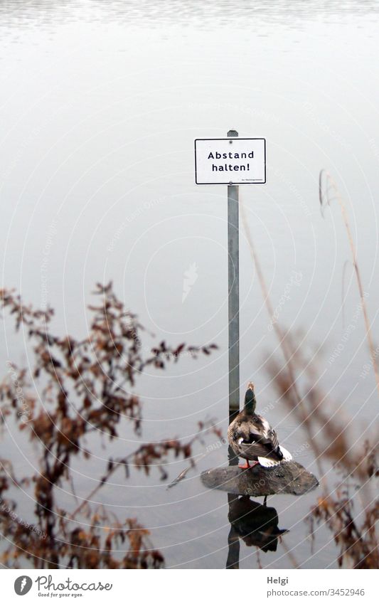 a duck stands on a stone in the lake and looks up at a sign saying "Keep your distance Environment Nature Landscape Plant Stage Water Winter Fog Grass Twig