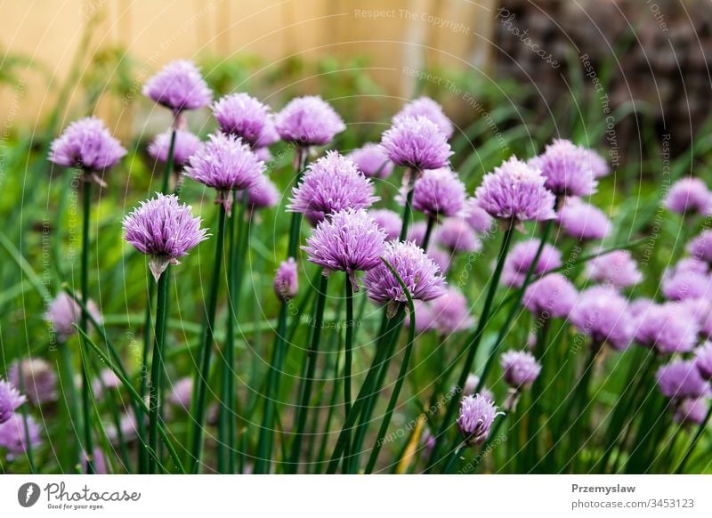 Blossoming chive in the garden vegetable nature plant organic healthy food natural flower green horizontal day light bright colorful