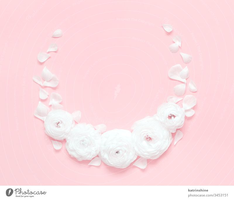 Circle frame made of ranunculus flowers on a light pink background circle spring romantic fuchsia pastel flat lay monochrome composition roses top view above