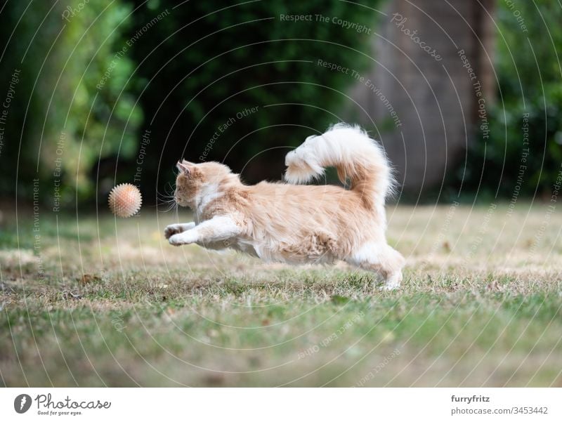Maine Coon cat runs and plays ball in the garden no people Outdoors One animal Cat Cute Enchanting Longhaired cat Cream Tabby Fawn Beige purebred cat Ginger cat