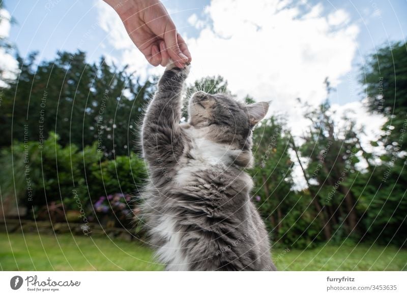 young Maine Coon cat touches human hand with paw Cat Outdoors Front or backyard Garden White purebred cat young cat Whisker Fluffy Pelt blue blotched Nature