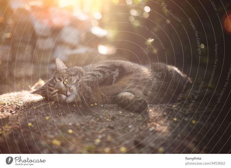 Cat rolling in the dirt Outdoors look into the camera Enchanting animal behavior animal eye animal hair bokeh Refrigeration Comfortable Cute Domestic cat