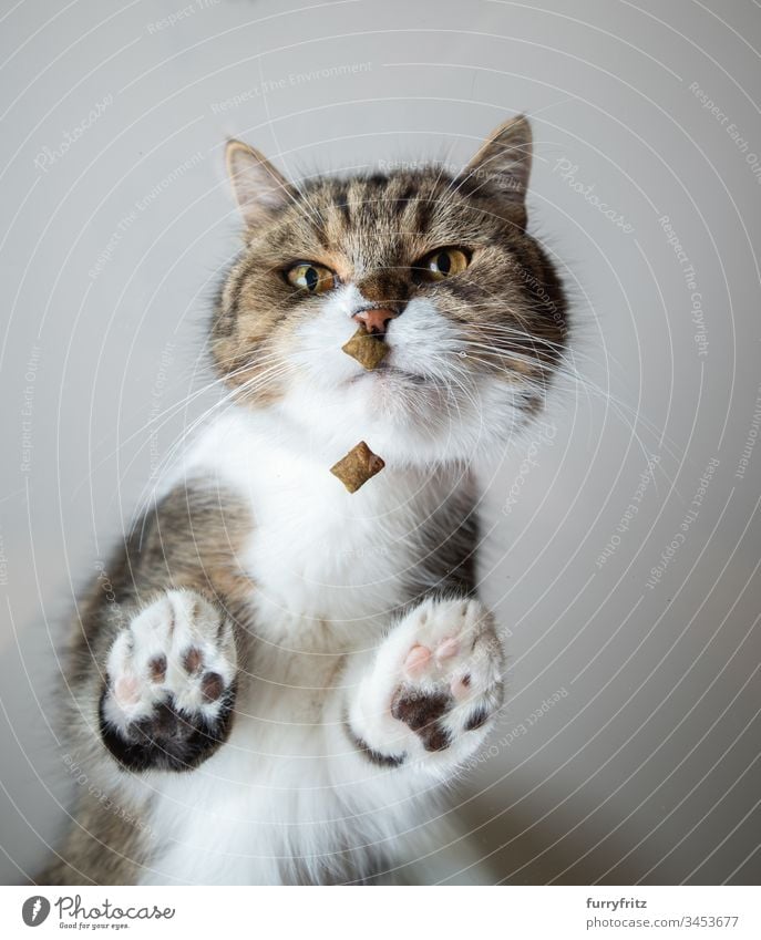 Bottom view of a British Shorthair cat, standing on a glass pane and smelling a treat bottom view Studio shot Paw Hairy Toe Beans pets Cat animal-mouthed