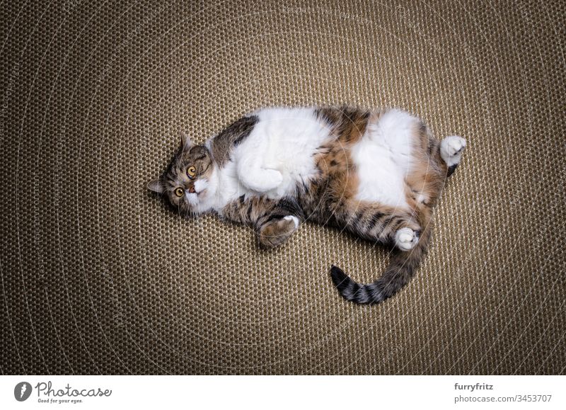 Overweight lazy British Shorthair cat lies on the back Cat Lie (Untruth) Sisal carpet Diet Obesity animal eye animal hair Beauty & Beauty Curiosity Cute