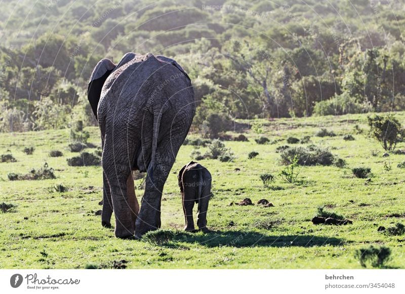 contrasts | large and small Mother with child in common Together animal baby Animal family russian Safety (feeling of) Protection Trust Child Elephant