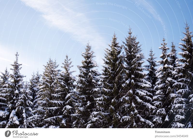 Winter Black Forest Sky Blue Snow spruces Cold White Light Clouds Beautiful weather Deserted
