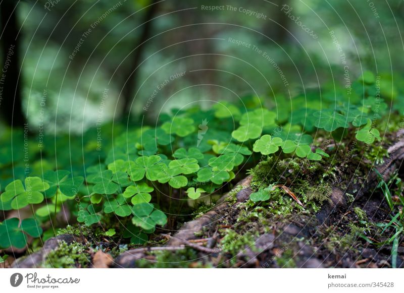Forest luck clover Environment Nature Plant Moss Clover Cloverleaf Root Growth Fresh Cute Beautiful Many Green Colour photo Exterior shot Close-up Detail