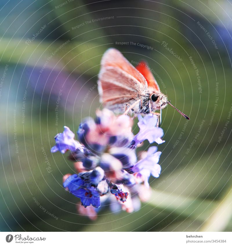 a beautiful little thing Warmth Summery Illuminate lilac Bright butterfly bush Spring Animal Plant Nature pretty Small Delicate Butterfly Exceptional Hover
