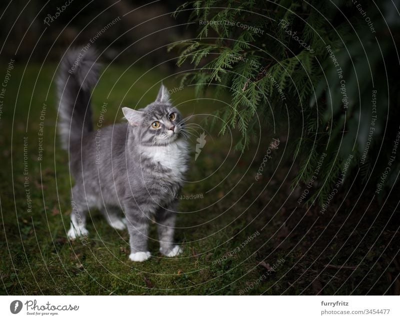 Maine Coon cat standing beside a conifer in a meadow no people white color animal behavior Curiosity Investigation on the move monitoring Stand Staring Wait