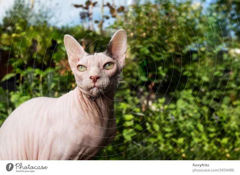 Hairless Sphynx cat sitting on the balcony in front of plants Cat purebred cat pets hairless cat One animal Portrait photograph Looking Outdoors Botany Wrinkled