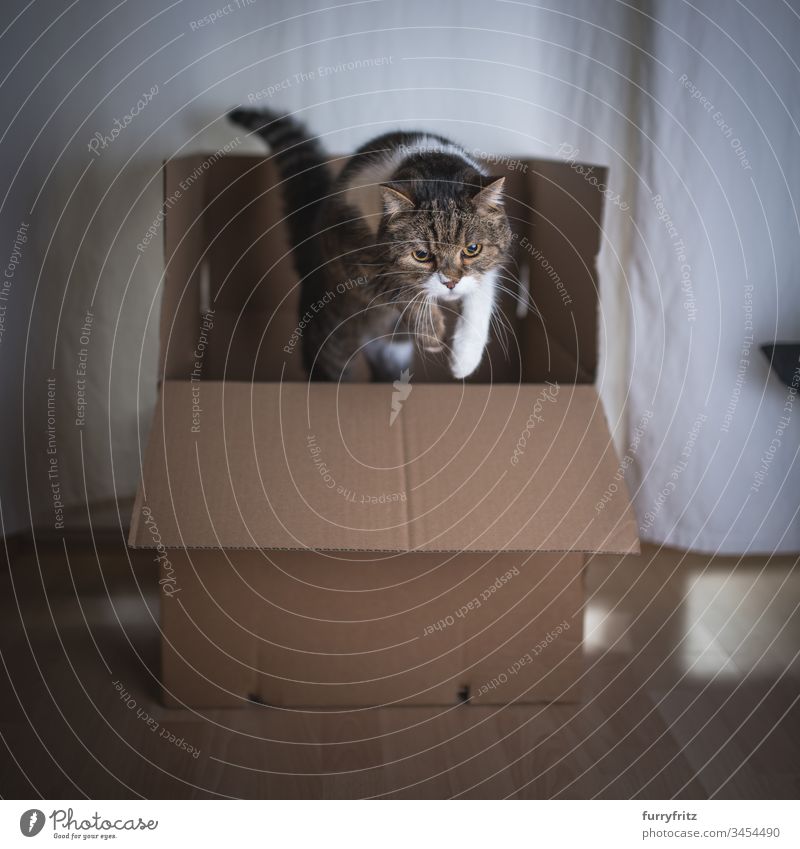 Cat jumps out of a box British Shorthair Cardboard box jumping Movement indoors activity animal eye animal hair bsh Copy Space drapes Investigation Fluffy