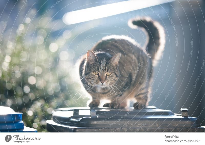 tabby domestic shorthair cat standing on garbage bin in the sunlight trash can observing outdoors looking down animal eye bokeh domestic cat feline full length