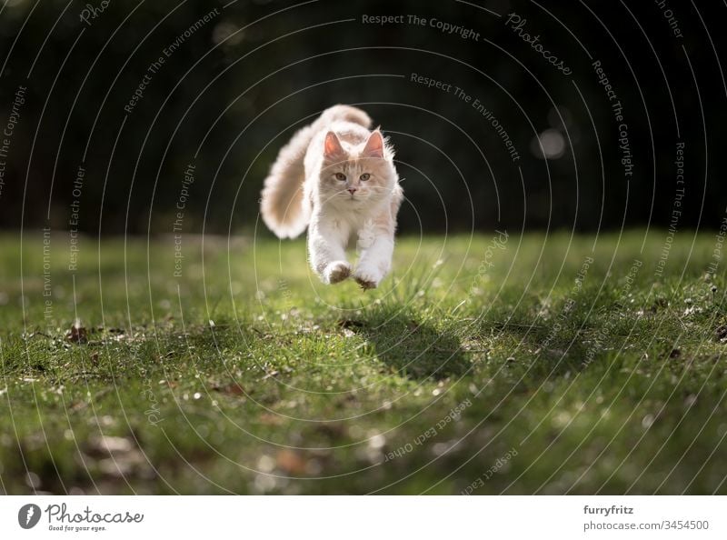Maine Coon cat runs and jumps over the lawn in the sunlight Cute Beautiful Fluffy Pelt Kitten purebred cat Longhaired cat Cream Tabby Beige Fawn young cat