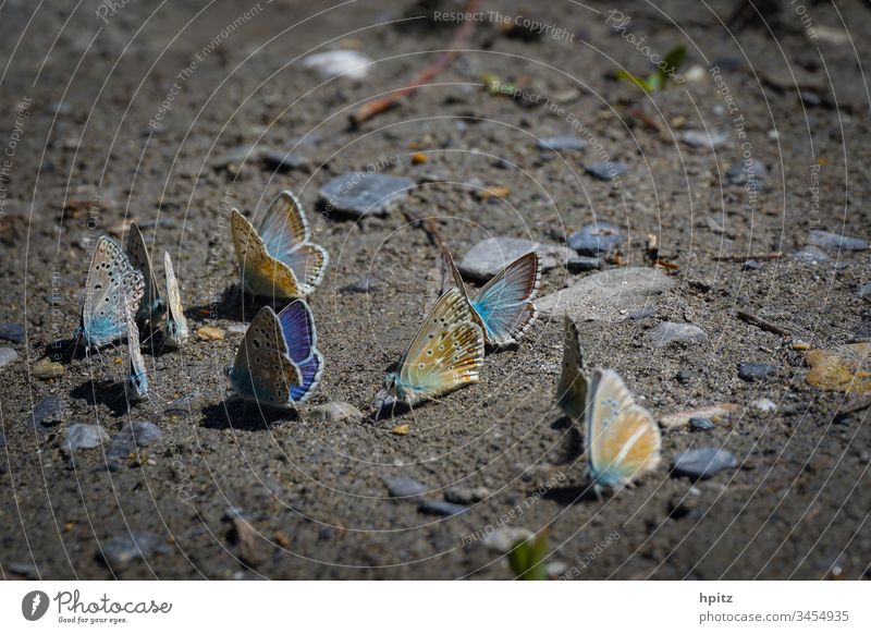 Flight pause for butterflies Colour photo Flying Blue Flight break Exterior shot Butterfly Close-up Nature Grand piano
