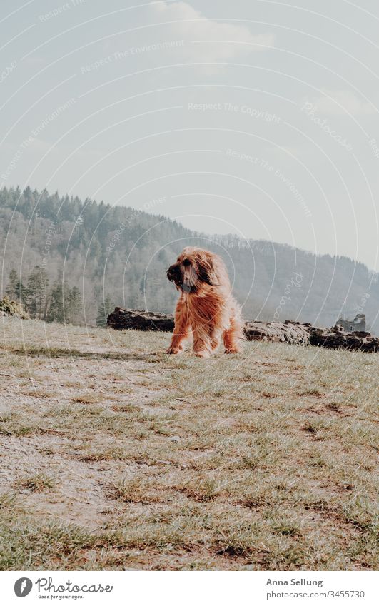 Dog with long reddish hair playing in the wind and sun in the landscape Pet Animal Love of animals Deserted Colour photo Playful Playing Leisure and hobbies