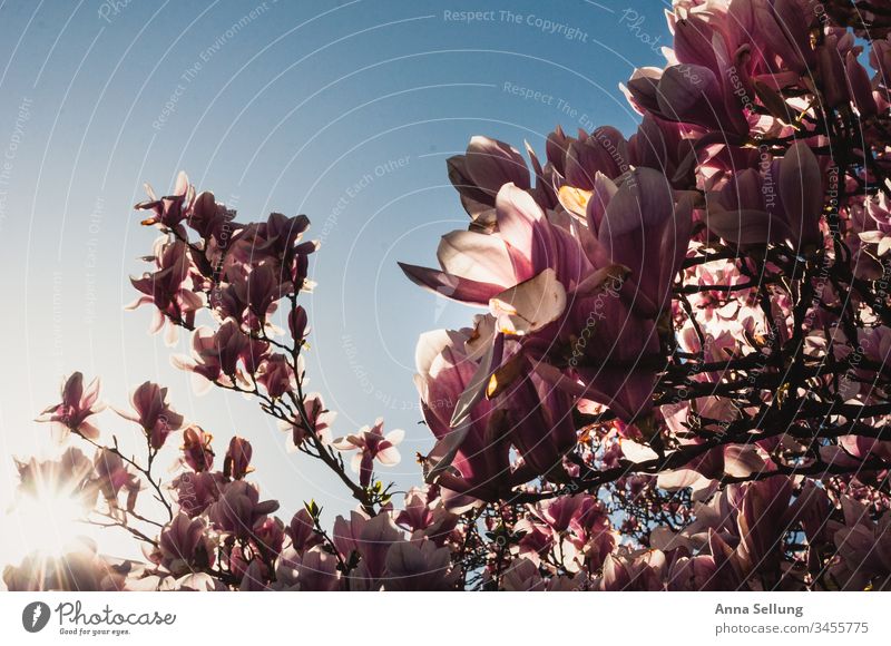 Magnolias in the glow of the evening sun under a blue cloudless sky Magnolia blossom Pink purple Flowering plant Blossom magnolia Tree Blossoming Spring