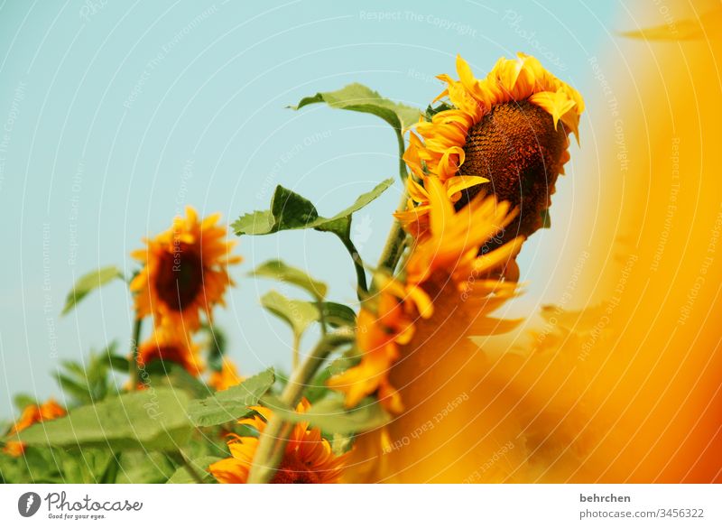 shining days colourful Nature Landscape Sun Summer flowers bleed Agricultural crop Sunflower Blossom leave Garden Meadow Field Warmth Yellow already Summery