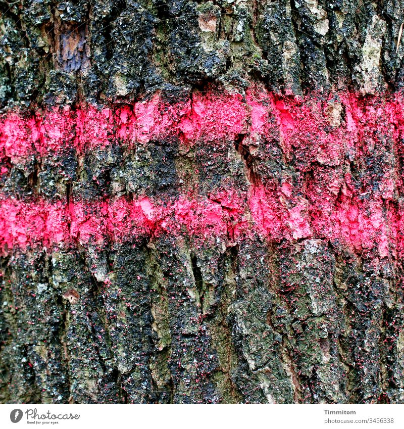 Tree marking - back lane bark tree Return route wood Forest Nature Brown Pattern pink Environment Timber