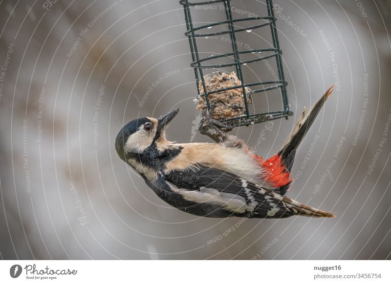 spotted woodpecker at feeding station Spotted woodpecker Woodpecker feeding place titmice dumplings Exterior shot Bird Nature Animal Colour photo Deserted