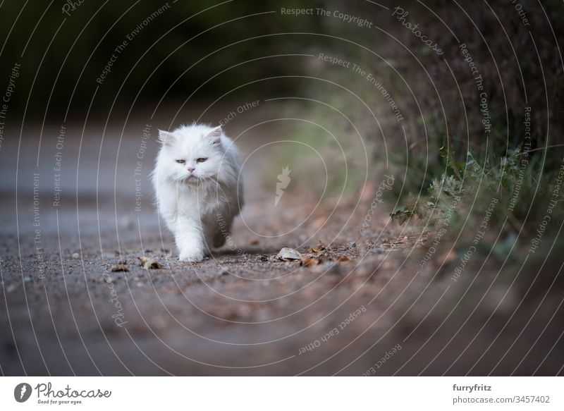 white persian runs a path along the edge of the forest animal eye animal hair bokeh Botany Box joint Cat Domestic cat Investigation feline Fluffy Footpath