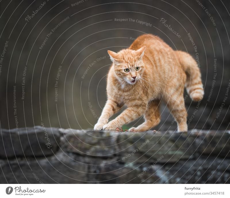 red, aggressive cat makes a hump Aggression Watchfulness animal behavior animal eye animal hair animal-mouthed equilibrium bokeh Cat Communication Disturbed