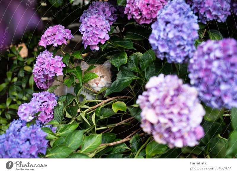 Maine Coon cat hiding in a flowering hydrangea Nature Botany plants Hydrangea Purple Front or backyard Garden Natural stone wall leaves Flower Blossom Blue