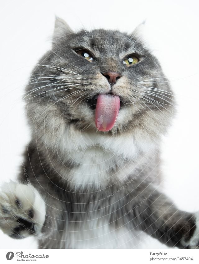 cute Maine Coon cat licks off slice Cat purebred cat pets Longhaired cat blue blotched White Studio shot white background Close-up Funny Animal tongue Glass