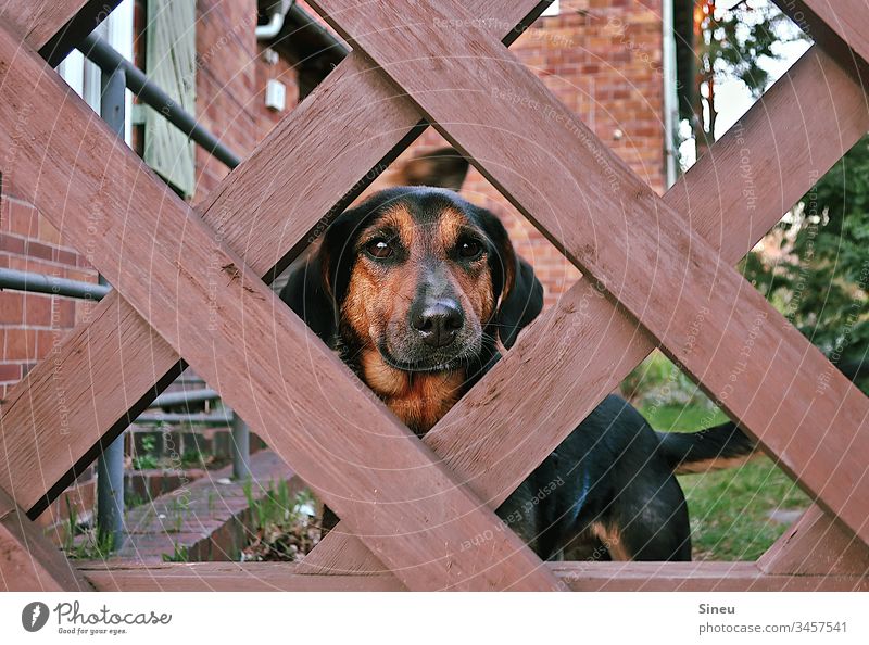 behind bars Dog Pet Animal face Looking trusting doggy eyes Trust Garden Garden fence penned caress me Exterior shot Colour photo Deserted Copy Space