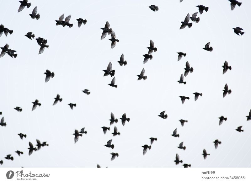 a flock of starlings in flight Starling birds Flock Bird Flying fly away Wild animal Horizon Coast Gray Clouds National Park Animal Flock of birds