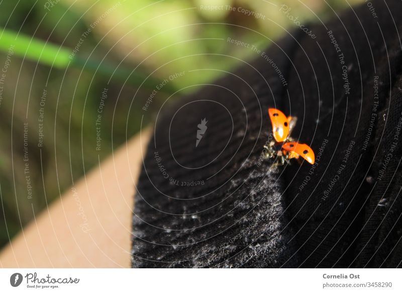 Ladybird shortly before takeoff Beetle Red Animal Insect Point Nature Crawl Colour photo Exterior shot Spotted Small