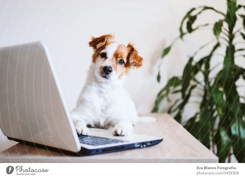 v dog working at home laptop technology jack russell cute office indoors pet computer screen website study typing keyboard paw tablet pretty instructing smart