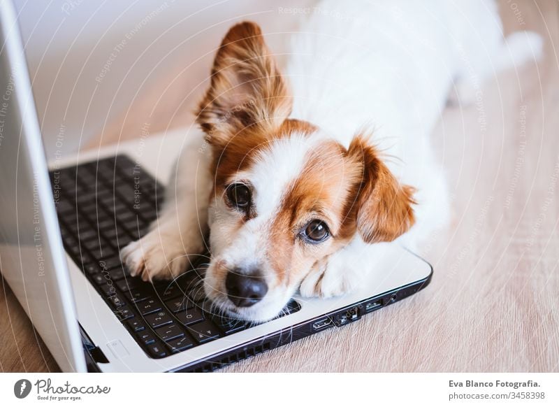 cute jack russell dog working on laptop at home. Stay home. Technology and lifestyle indoors concept technology office pet computer screen website study typing