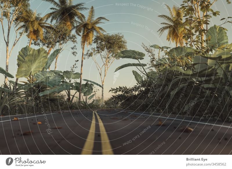 Street in the jungle with yellow line in the middle lane Direction Environment Tropical foliage Summer urban vegetation trees lines Perspective center Ground