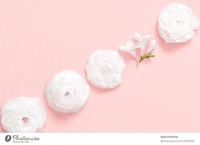 Cream ranunculus flowers on a light pink  background cream spring different individual diversity change romantic pastel flat lay composition roses top view