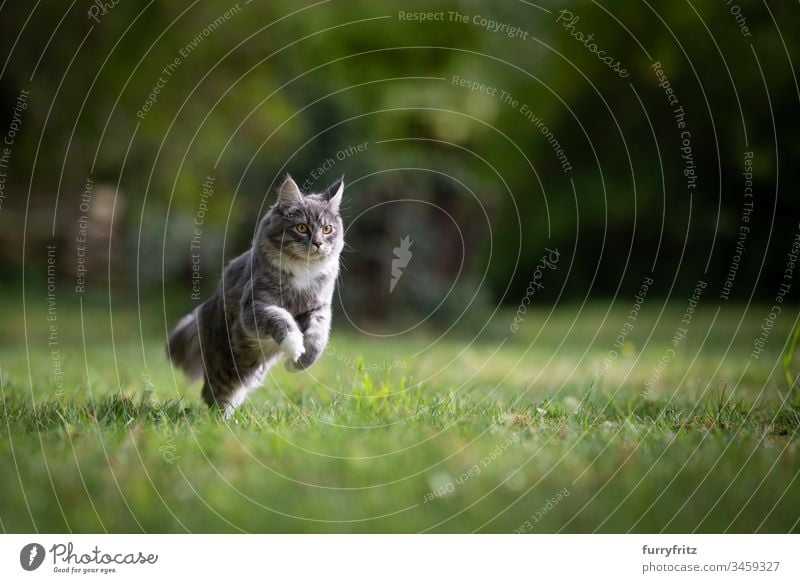 Maine Coon cat running across a meadow in nature no people white color Adventure Watchfulness Curiosity Energy enjoyment Investigation Hunting chasing swift