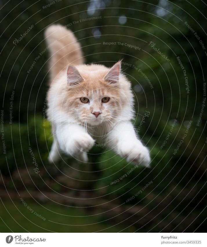 Maine Coon cat flies in the air Cat Pelt Kitten Fluffy feline purebred cat Longhaired cat young cat Cream Tabby Beige Fawn White jumping Air swift Speed