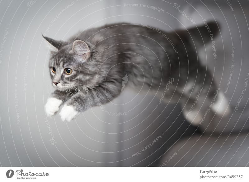 Maine Coon cat jumps Kitten jumping Air blue blotched bokeh catching chasing Couch Cushion Cute To fall swift feline Fluffy Flying In full length Pelt Gray Home
