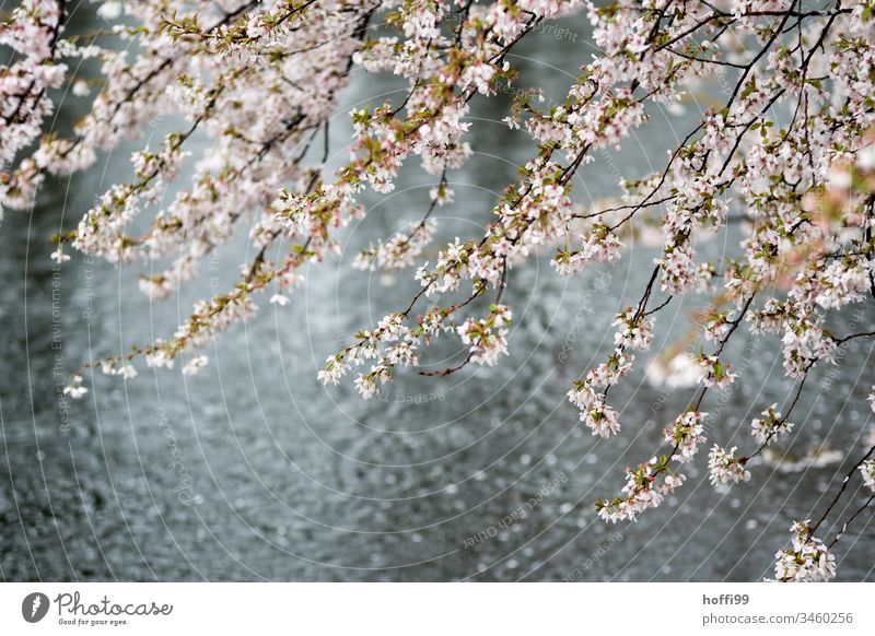 Spring blossoms when it rains in the park Spring fever Tree Blossom Pond Plant Nature Natural Wet Bright Fresh Beginning Drops of water Water Glittering