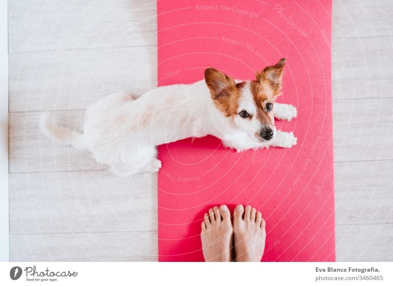 cute small jack russell dog lying on a yoga mat at home with her owner woman. Healthy lifestyle indoors pet together sport exercise healthy female body