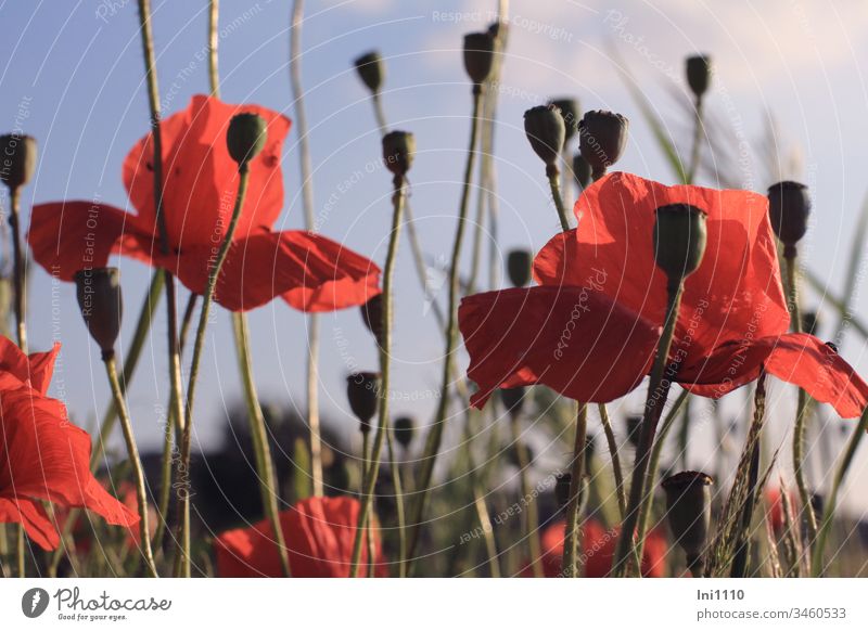it smells like... | Summer. Poppy field Summer evening poppy blossoms poppy seed capsules Blue sky Back-light Shadow play Red Deserted Sunlight Fragrance Warmth