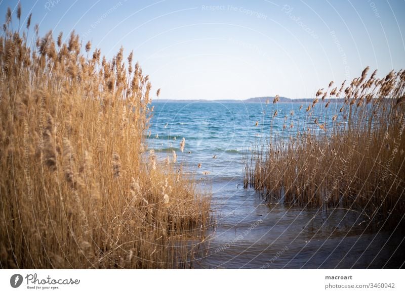 Reed in detail Lake Water reed Common Reed grasses Spring Relaxation open pit mining flooded lignite mining Body of water Swimming lake Landscape Nature